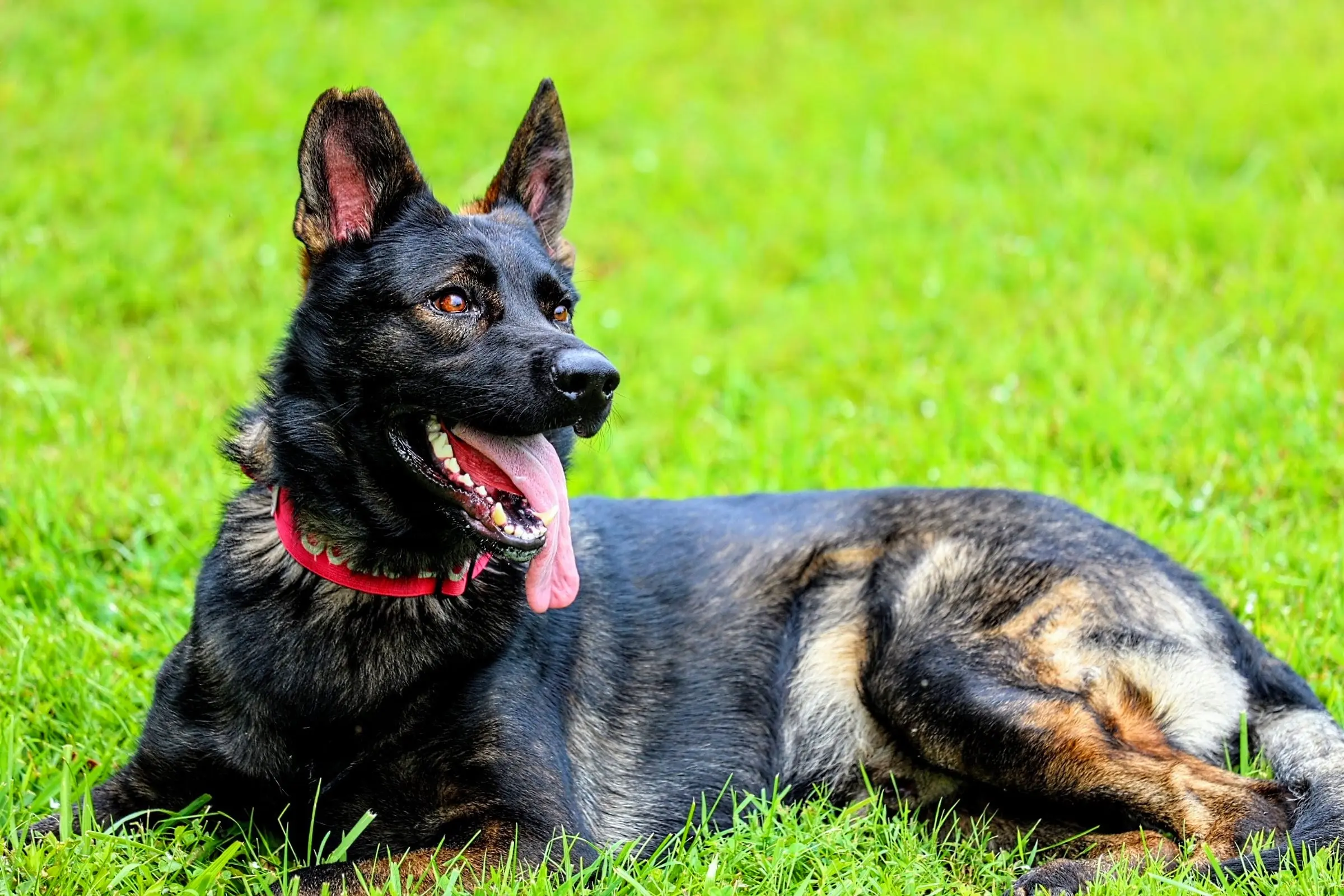 German Shepherd stud dog: Black and tan German Shepherd lying on green grass