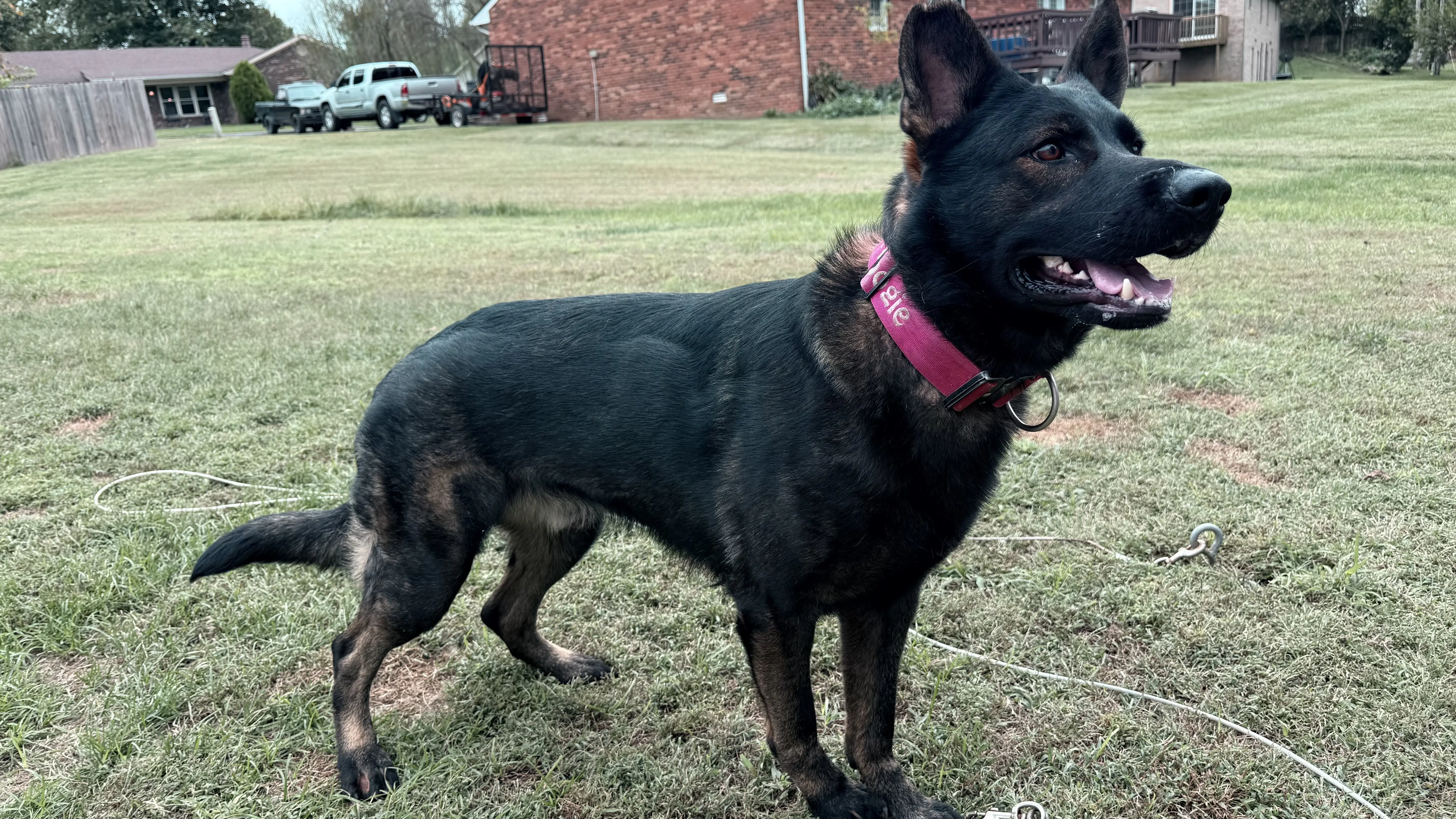 German Shepherd stud dog: Black and tan dog standing in a grassy yard