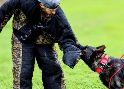 German Shepherd stud dog: German Shepherd in harness interacting with a person in protective gear
