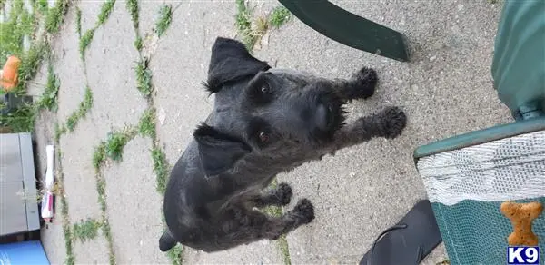 Miniature Schnauzer female dog