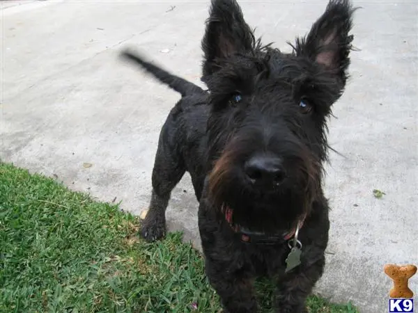 Scottish Terrier stud dog