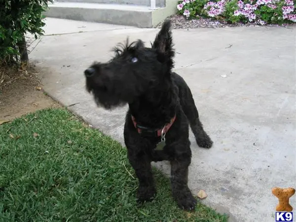 Scottish Terrier stud dog