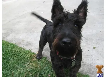 a black scottish terrier dog on a sidewalk