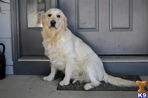 Golden Retriever stud dog