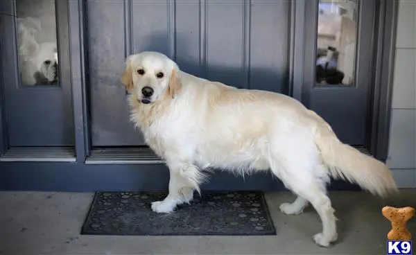 Golden Retriever stud dog