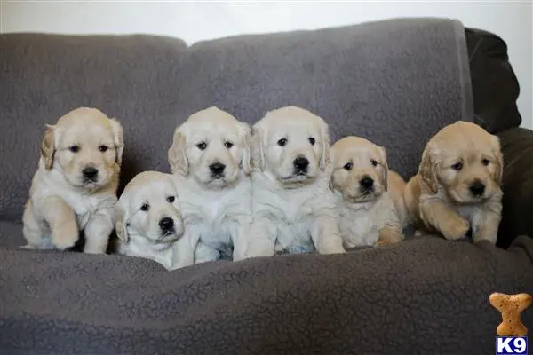 Golden Retriever stud dog