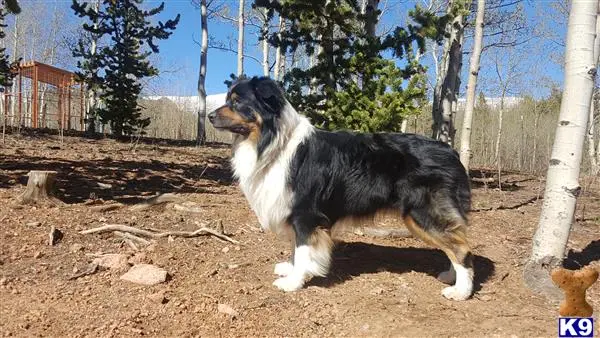 Australian Shepherd stud dog