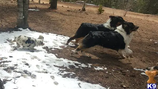 Australian Shepherd stud dog