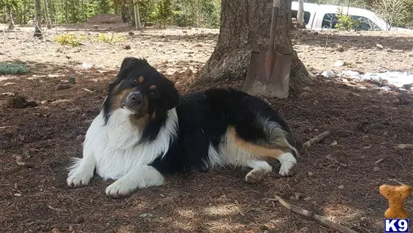 Australian Shepherd stud dog