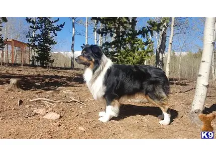 Australian Shepherd