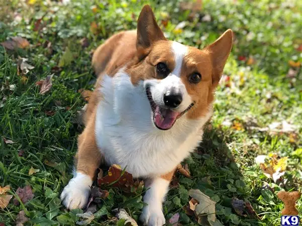 Pembroke Welsh Corgi stud dog