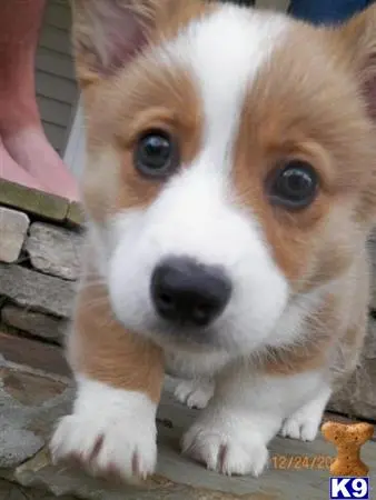 Pembroke Welsh Corgi stud dog