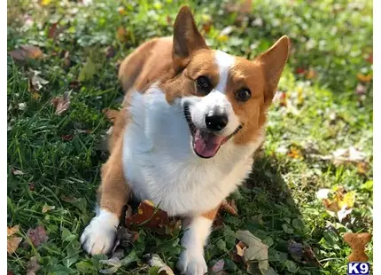 Pembroke Welsh Corgi