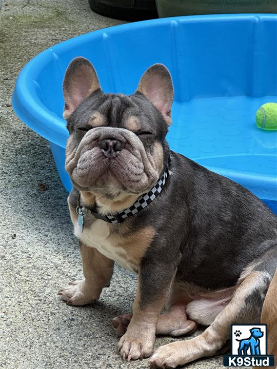 a french bulldog dog lying on the ground