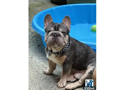 a french bulldog dog lying on the ground