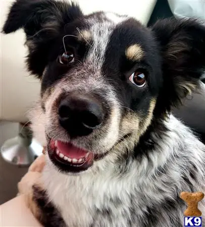 Aussiedoodle stud dog