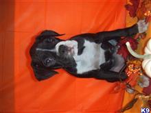 boxer puppy posted by firestix