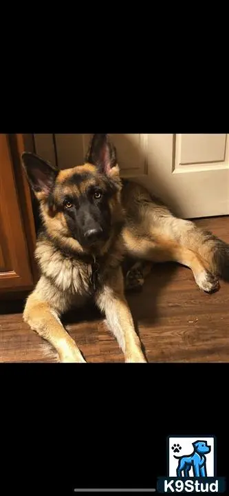 German Shepherd stud dog