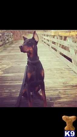 Doberman Pinscher stud dog