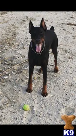 Doberman Pinscher stud dog