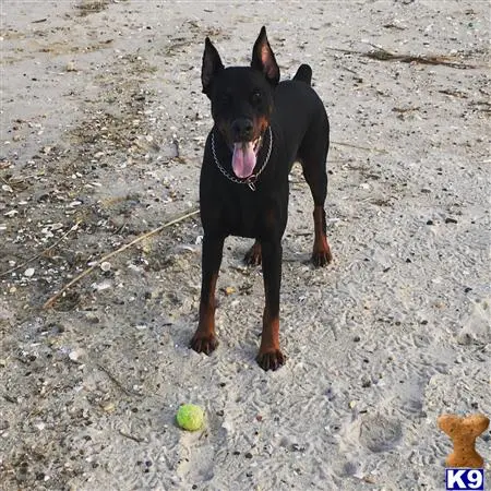 Doberman Pinscher stud dog