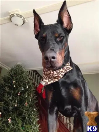 Doberman Pinscher stud dog