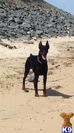 Doberman Pinscher stud dog