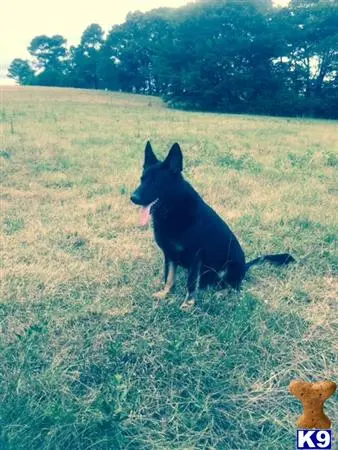 German Shepherd stud dog