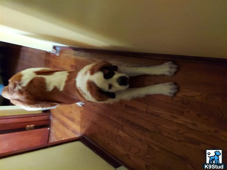 Saint Bernard female dog