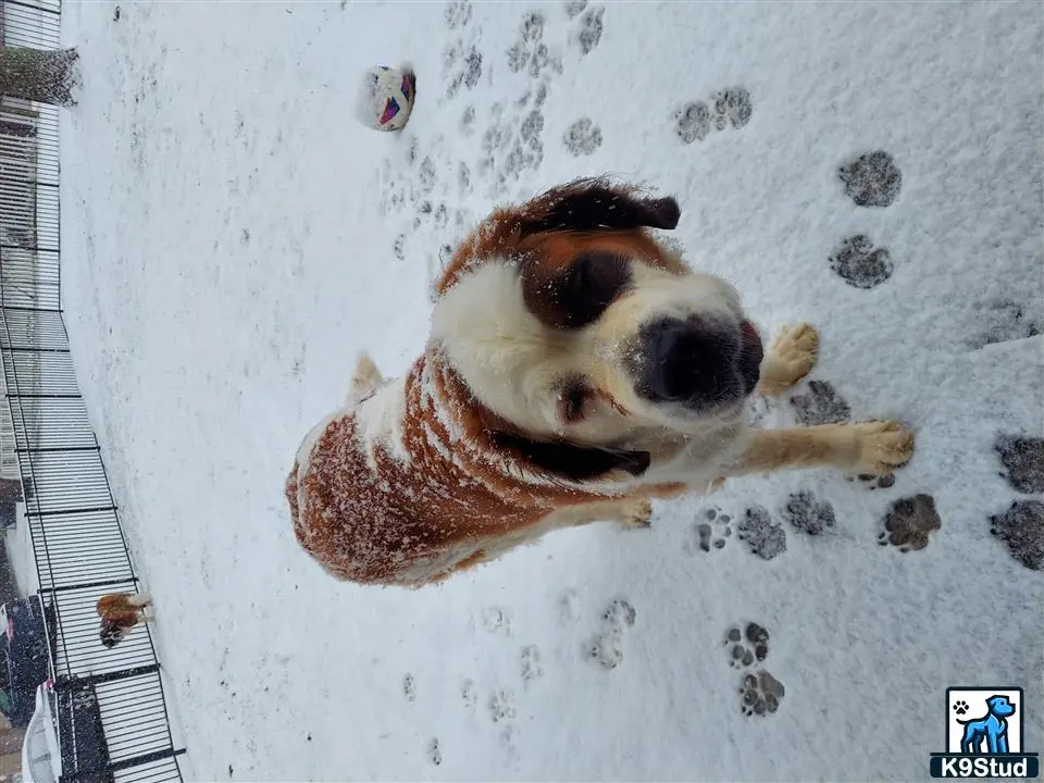 Saint Bernard female dog