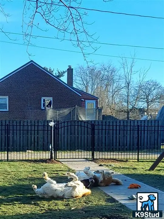 Saint Bernard female dog