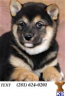 shiba inu puppy posted by fkjsdxkif