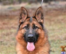 German Shepherd