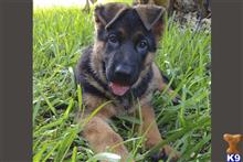 german shepherd puppy posted by flGermanShepherd