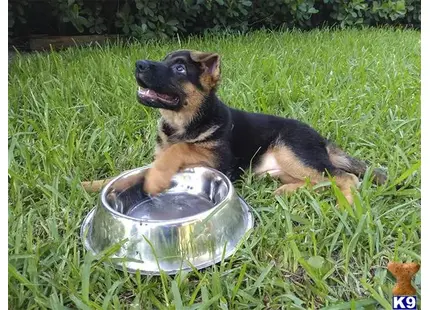 Puppy number 2 available German Shepherd puppy located in Miami