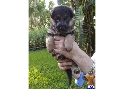 Puppy number 7 available German Shepherd puppy located in Miami