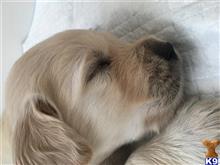 golden retriever puppy posted by flarsonneur
