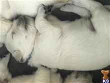 golden retriever puppy posted by flarsonneur
