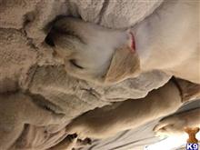 golden retriever puppy posted by flarsonneur