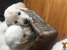 golden retriever puppy posted by flarsonneur