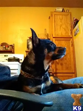 Chihuahua stud dog: a chihuahua dog sitting on a couch