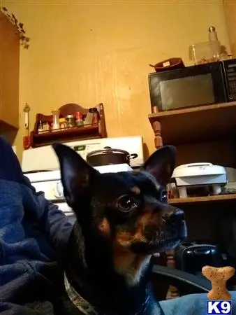 Chihuahua stud dog: a chihuahua dog sitting in a chair