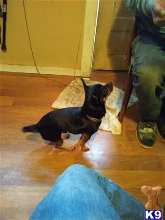 Chihuahua stud dog: a chihuahua dog lying on the floor