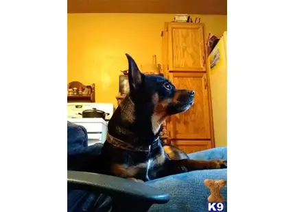 Chihuahua stud dog: a chihuahua dog sitting on a couch