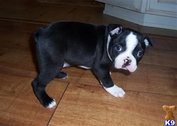 Boston Terrier puppy for sale