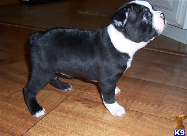 Boston Terrier puppy for sale