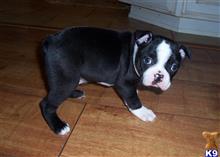 boston terrier puppy posted by flatcreek