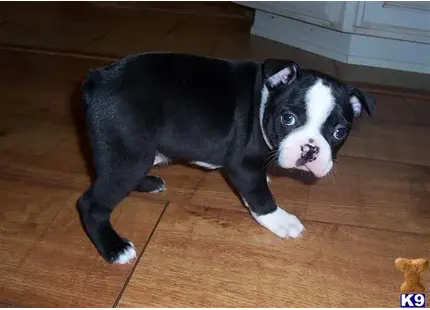 Boston Terrier