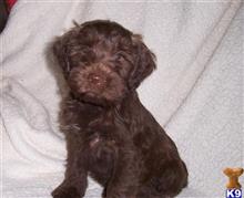 whoodle puppy posted by flatcreek