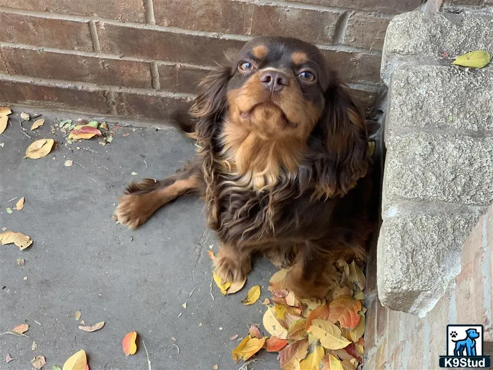 Cavalier King Charles Spaniel